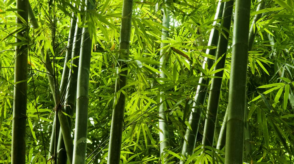 Why Organic Bamboo?